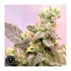 Sagarmatha Seeds White Russian Automatic