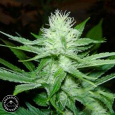 Sagarmatha Seeds Skunk Wreck