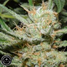 Sagarmatha Seeds Double Diesel Ryder