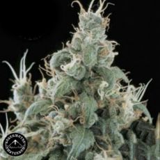 Sagarmatha Seeds Flow