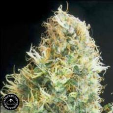 Sagarmatha Seeds Kwik Kali