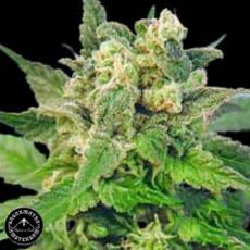 Sagarmatha Seeds Matanuska Mist