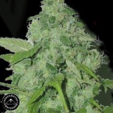 Sagarmatha Seeds Peak 19