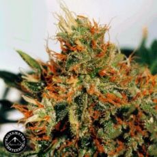 Sagarmatha Seeds Slyder