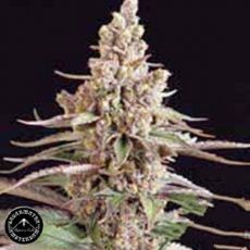 Sagarmatha Seeds Stuporsonic