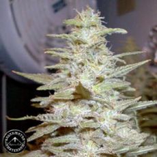 Sagarmatha Seeds Wonderberry