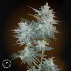Sagarmatha Seeds Santa Cruz Costal Kush