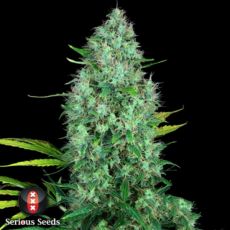 Serious Seeds Serious 6