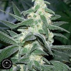 Sagarmatha Seeds Silver Bullet