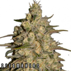 Seedmakers Seeds Silver Jack