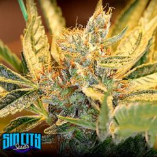 SinCity Seeds Boss's Sister