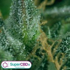 SuperCBDx Seeds Skunk No1 x SCBDX