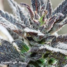 SnowHigh Seeds Electric Grape Punch