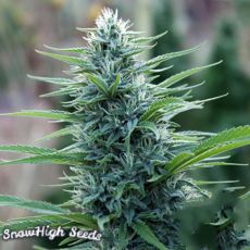SnowHigh Seeds General Ho