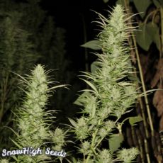 SnowHigh Seeds Deep Shit
