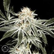 Sagarmatha Seeds Solo Ryder
