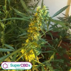 SuperCBDx Seeds Somango x SCBDX
