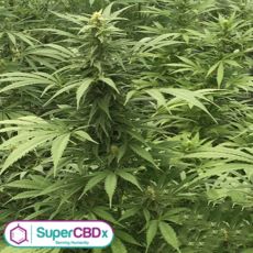 SuperCBDx Seeds Sour Diesel x SCBDX