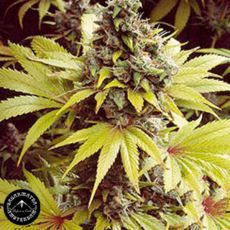 Sagarmatha Seeds Strawberry Fields