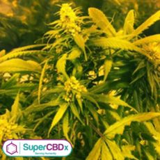SuperCBDx Seeds Super Silver Haze x SCBDX