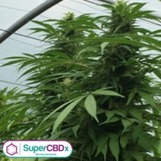 SuperCBDx Seeds Sweet Cheese x SCBDX