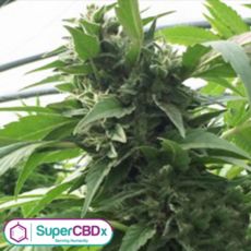SuperCBDx Seeds Sweet Tooth x SCBDX