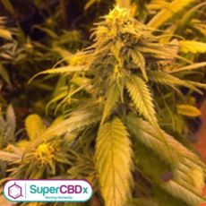 SuperCBDx Seeds White Widow x SCBDX