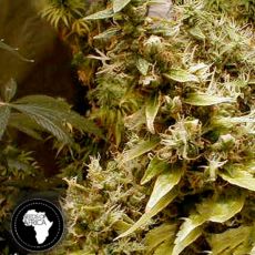 Seeds Of Africa Zimbabwe AKA Zim-Licious