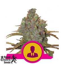 Royal Queen Seeds El Patron