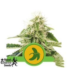 Royal Queen Seeds Fat Banana AUTO