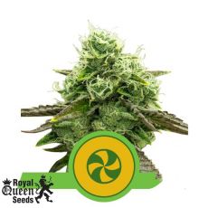Royal Queen Seeds Sweet ZZ AUTO