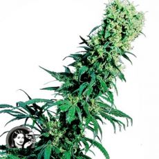 Sensi Seeds Early Pearl