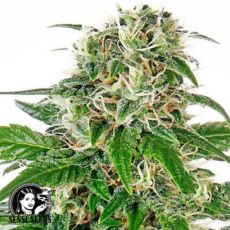 Sensi Seeds Early Skunk AUTO
