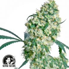 Sensi Seeds Ed Rosenthal Superbud
