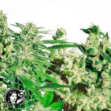 Sensi Seeds Feminized Mix