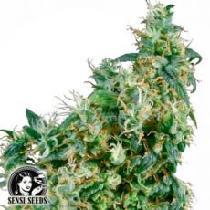 Sensi Seeds First lady