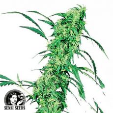 Sensi Seeds Fruity Juice
