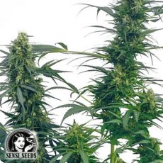 Sensi Seeds Guerrillas Gusto