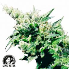 Sensi Seeds Hash Plant