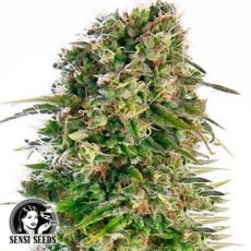 Sensi Seeds Hindu Kush AUTO