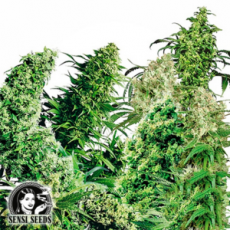 Sensi Seeds Indoor Mix