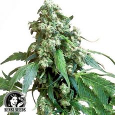 Sensi Seeds Jack Flash