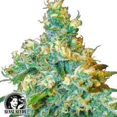 Sensi Seeds Jack Herer