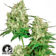 Sensi Seeds Maple Leaf Indica