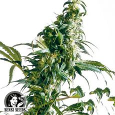 Sensi Seeds Mexican Sativa