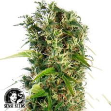 Sensi Seeds Michka