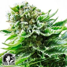Sensi Seeds Northern Lights AUTO