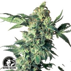 Sensi Seeds Northern Lights