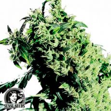 Sensi Seeds Northern Lights #5 x Haze