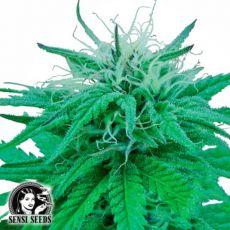 Sensi Seeds Ruderalis Indica